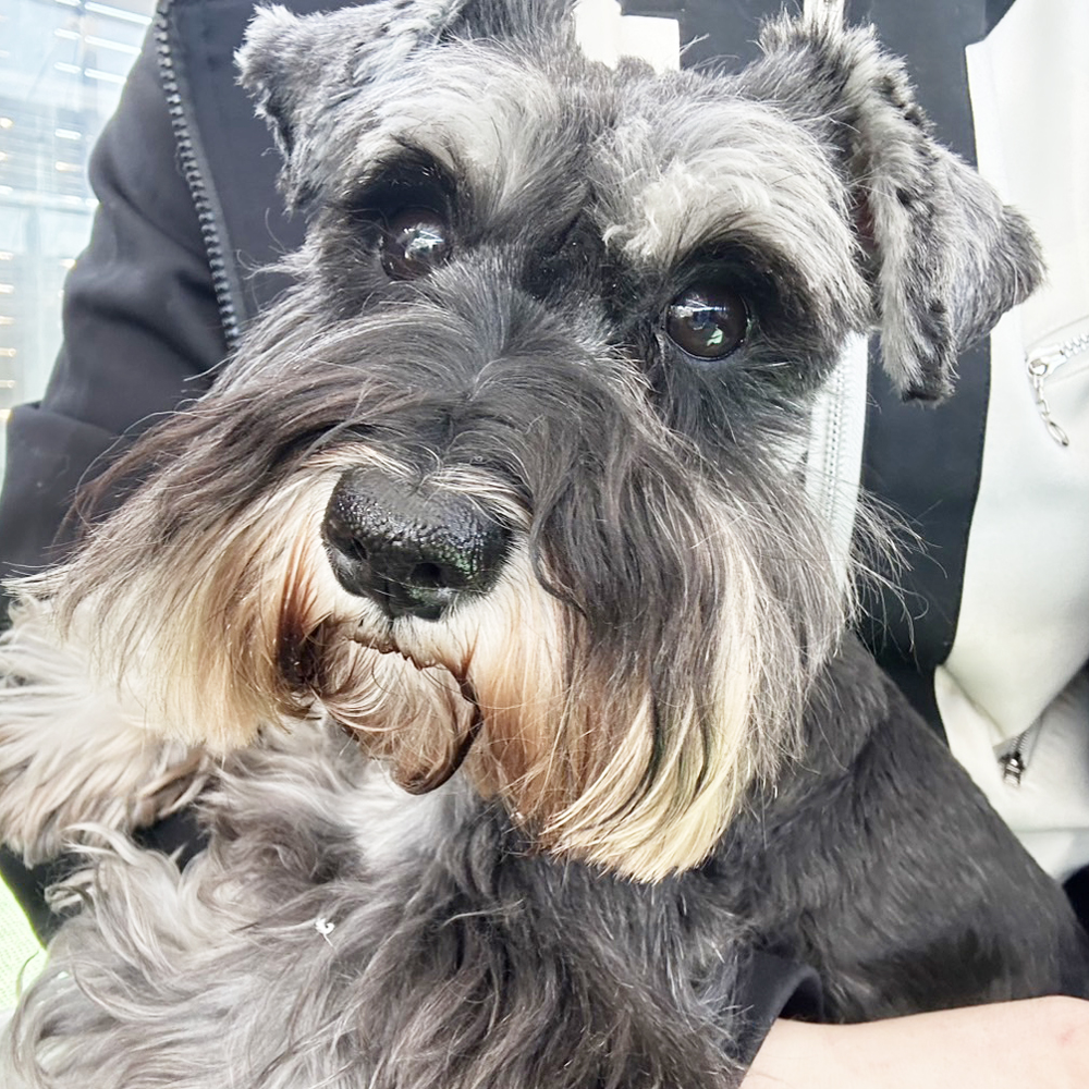 生徒が撮影したモデル犬たちの写真①